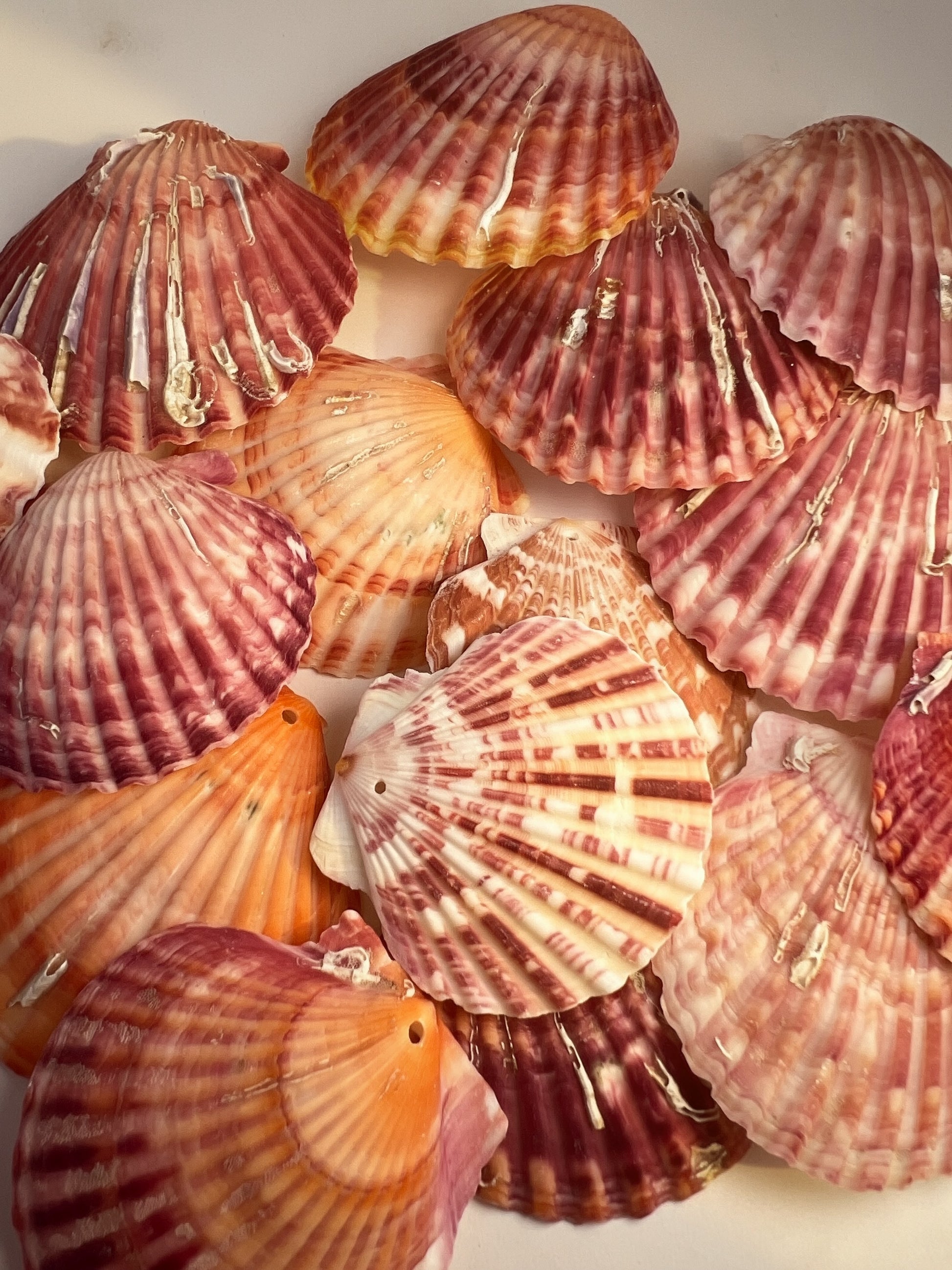 A pile of fresh scallop shells with ribbed patterns in shades of pink, red, orange, and cream on a light background.